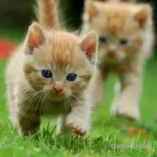 Suche Katzenbaby weiblich   Hauskatze , Katzen Kitten