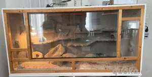 Terrarium + 3 Geckos 
