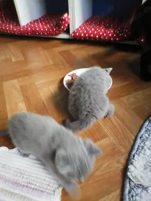 bkh  bärchen  warten  auf  ein  gutes  zuhause   Bild 9