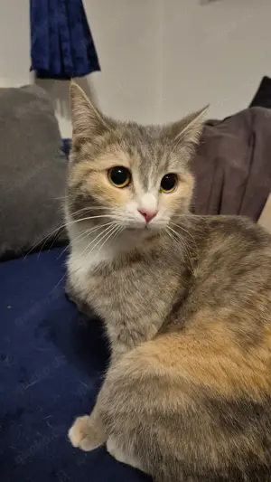 Katze vermisst !!!!!!! Sandtnerstr, 85053 Ingolstadt 