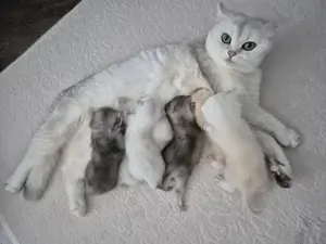 Britisch Kurzhaar - Kitten