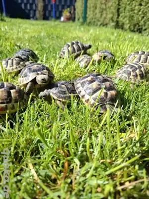 Maurische Landschildkröten 
