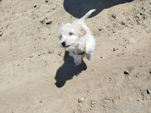 Maltipoo Welpe Oskar
