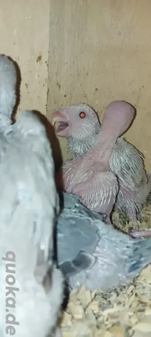 Halsbandsittiche bald abzugeben 