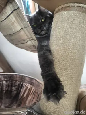 Maine coon Kater black Smoke 