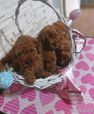 Toy Pudel welpen