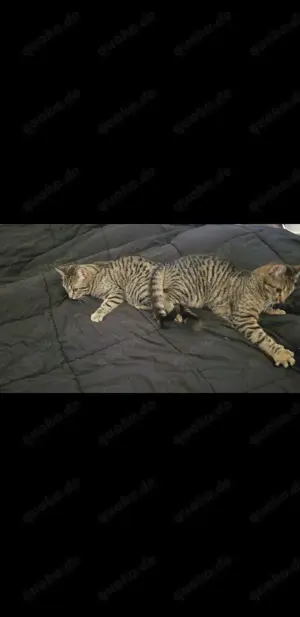 2 Tiger kater suchen Zuhause 