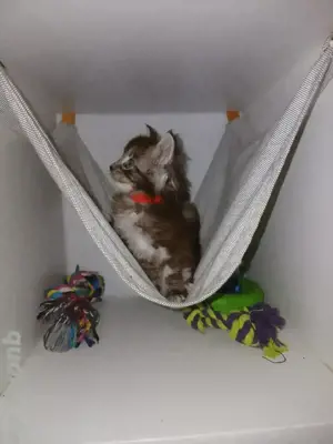 Maine Coon Kinder suchen