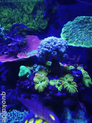Caulastrea Koralle 