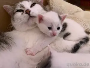 Babykatze (männlich)