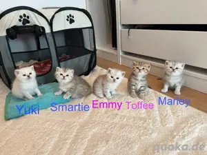 BKH Kitten suchen liebevolles Zuhause