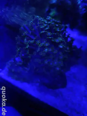 Alveopora Koralle