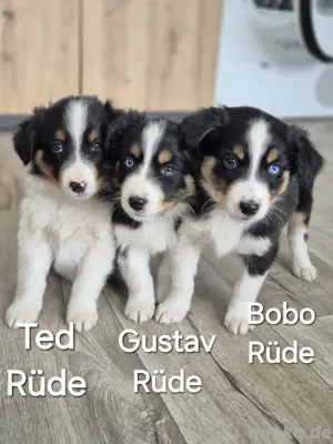 Australian Shepherd Welpen