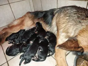 Deutsche Schäferhundewelpen mit Papieren schwarz-braun