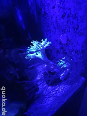 Keniabäumchen NEON Grün
