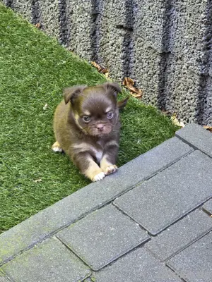 | Beverly Wulfen | Chihuahua Welpen |