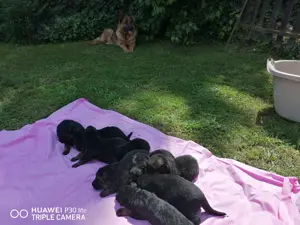Verk.Deutsche Schäferhundewelpen mit Papieren schwarz-braun