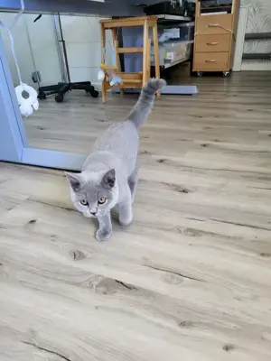 Mädchen BKH Blue