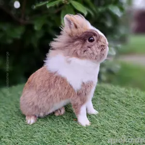 Löwenköpfchen, Zwergkaninchen