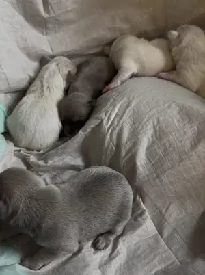 Chihuahuas reinrassig  Mai2025 Rüde+ Weibchen Bild 5