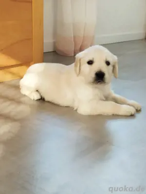 Golden Retriever Welpen 