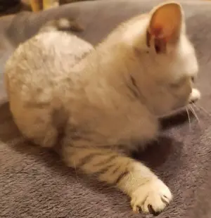 BKH-Kitten, reinrassig Bild 3