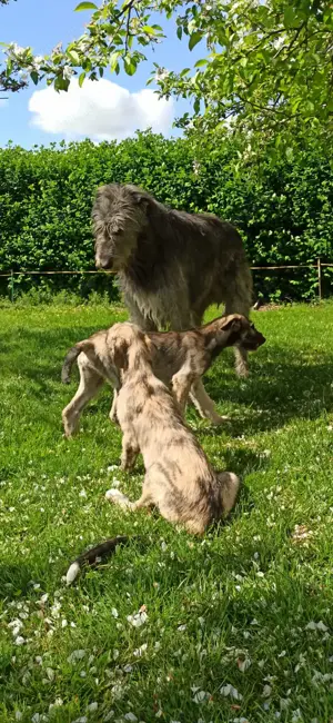 Irish Wolfshound Welpen Bild 5