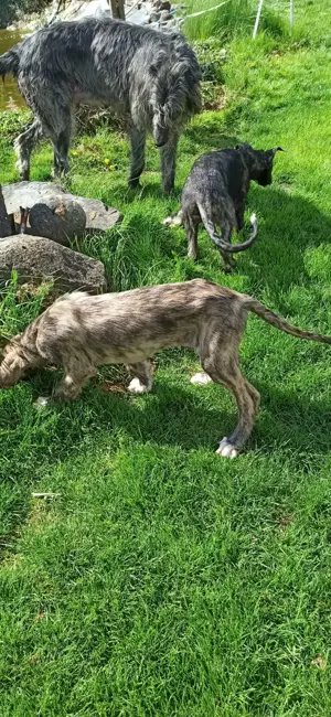 Irish Wolfshound Welpen Bild 4