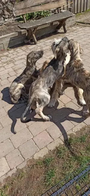 Irish Wolfshound Welpen Bild 7