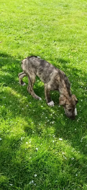 Irish Wolfshound Welpen Bild 8