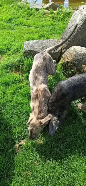 Irish Wolfshound Welpen Bild 9