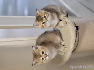 Reinrassige BKH Kitten