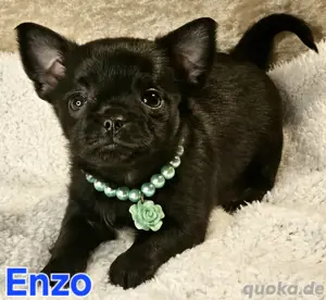 Chihuahua in Black (Brindle) 