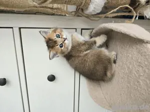 Reinrassige BKH Kitten