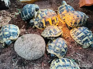 Griechische Landschildkröten (THB) Nachzucht 2024