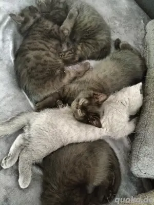 BKH Kitten  nur noch 2Kätzchen 