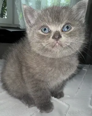 bkh und bluepoint kitten