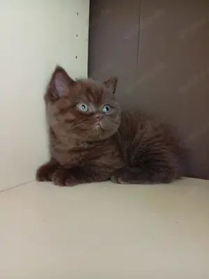 BKH und BLH Katzen 