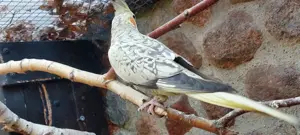 Nymphensittiche  Bild 2