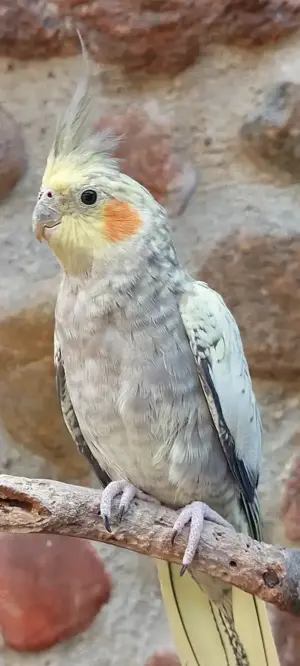 Nymphensittiche 