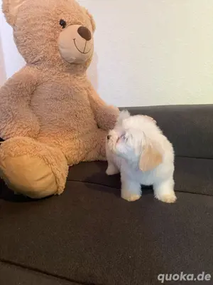 Zuckerßüße Bichon Malteser 
