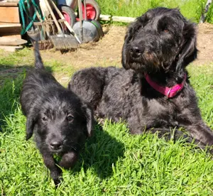 Luna sucht liebevolle Besitzer 