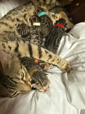 Bengal Kitten mit Stammbaum - wunderschön & liebevoll sozialisiert