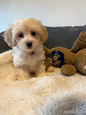 Zuckersüsse Maltipoo Welpen