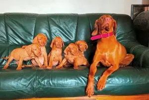 Magyar Vizsla Welpen Bild 2