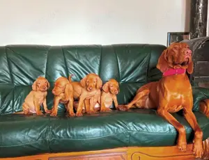 Magyar Vizsla Welpen Bild 3