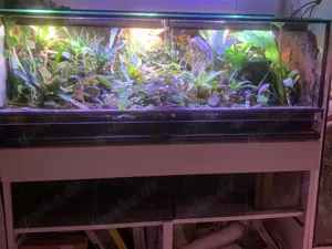 Regenwald Terrarium komplett 120x40x50 cm