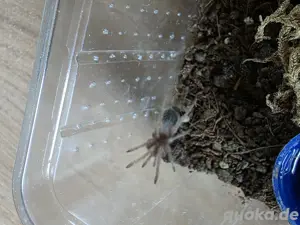 Vogelspinnen Lasiodora Parahybahna ENZ