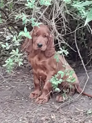Irish Red Setterwelpen  