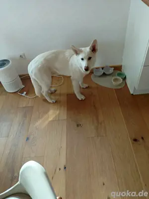 Husky Akita Inu Mix